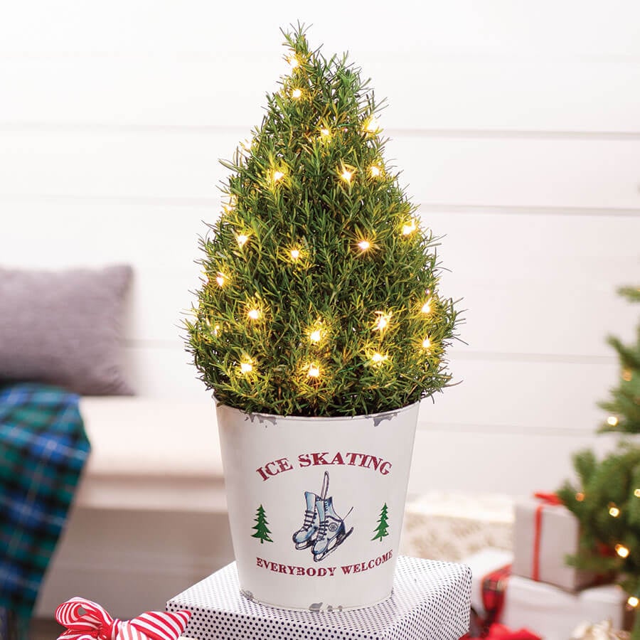 Cozy Rosemary Tree Best Live Tabletop Christmas Trees 2020 POPSUGAR