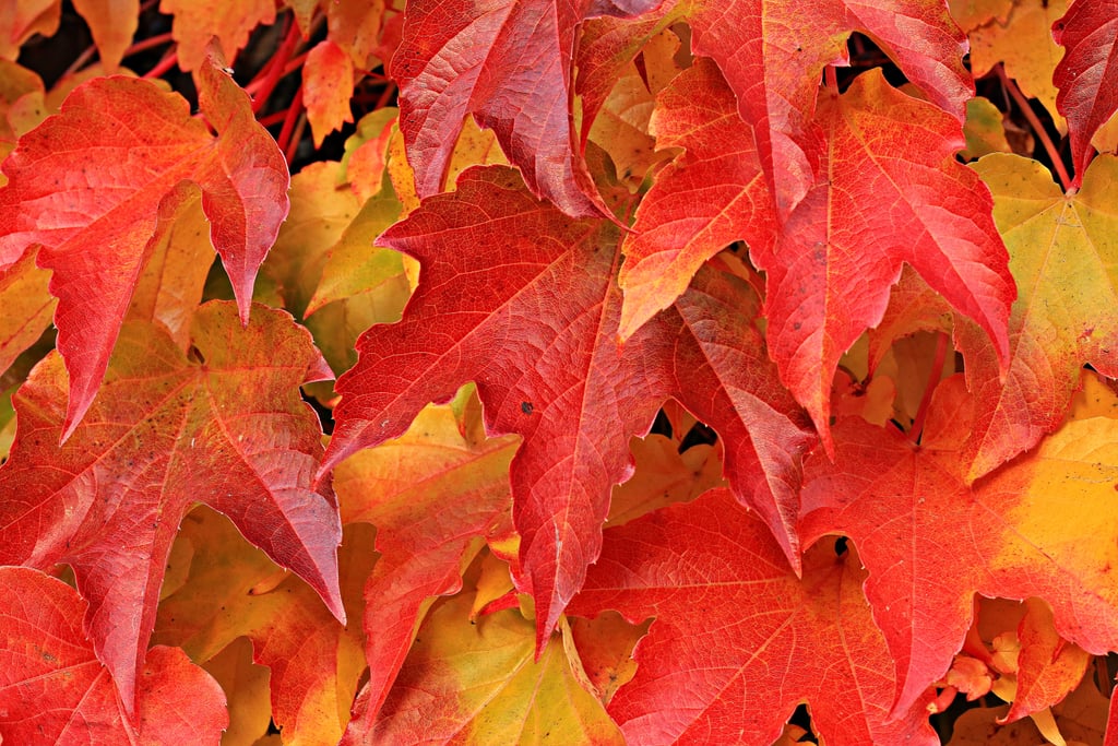 20 Beautiful and Cosy Fall Computer Backgrounds