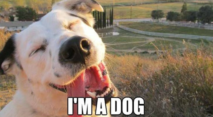 What Is The Tag Yourself Meme Popsugar Tech