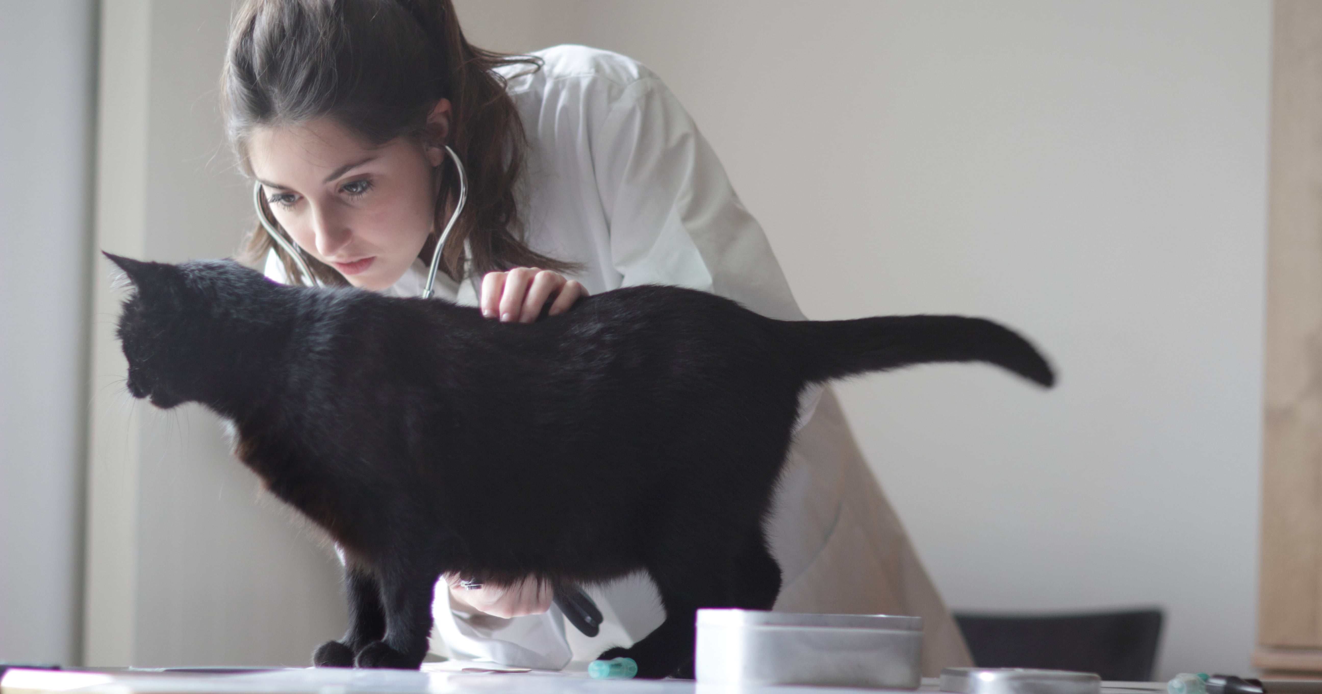 How to Tell If Your Cat Has Coronavirus POPSUGAR Pets