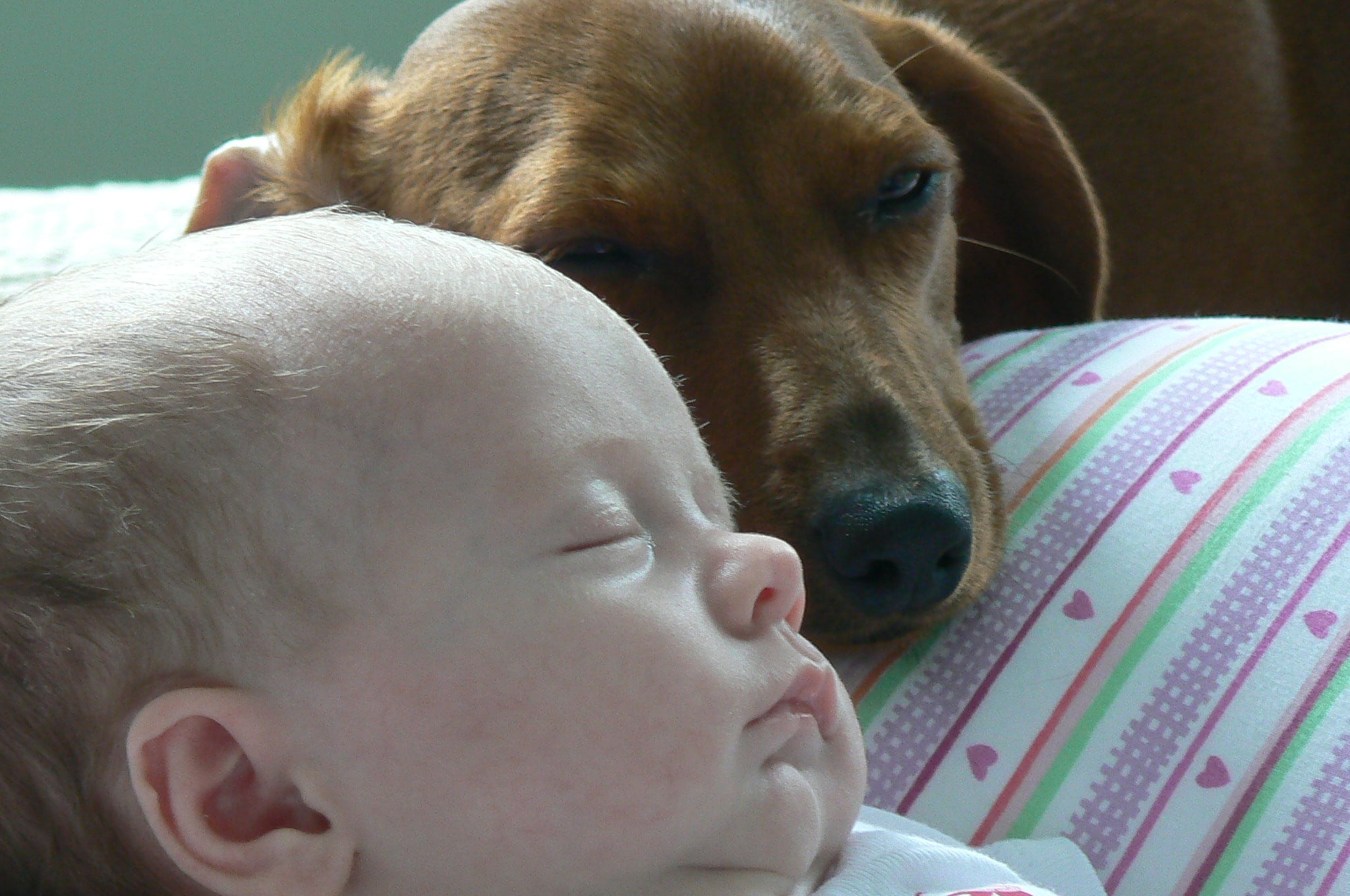 صور لأطفال صغار مع الكلاب Popsugar Middle East Pets