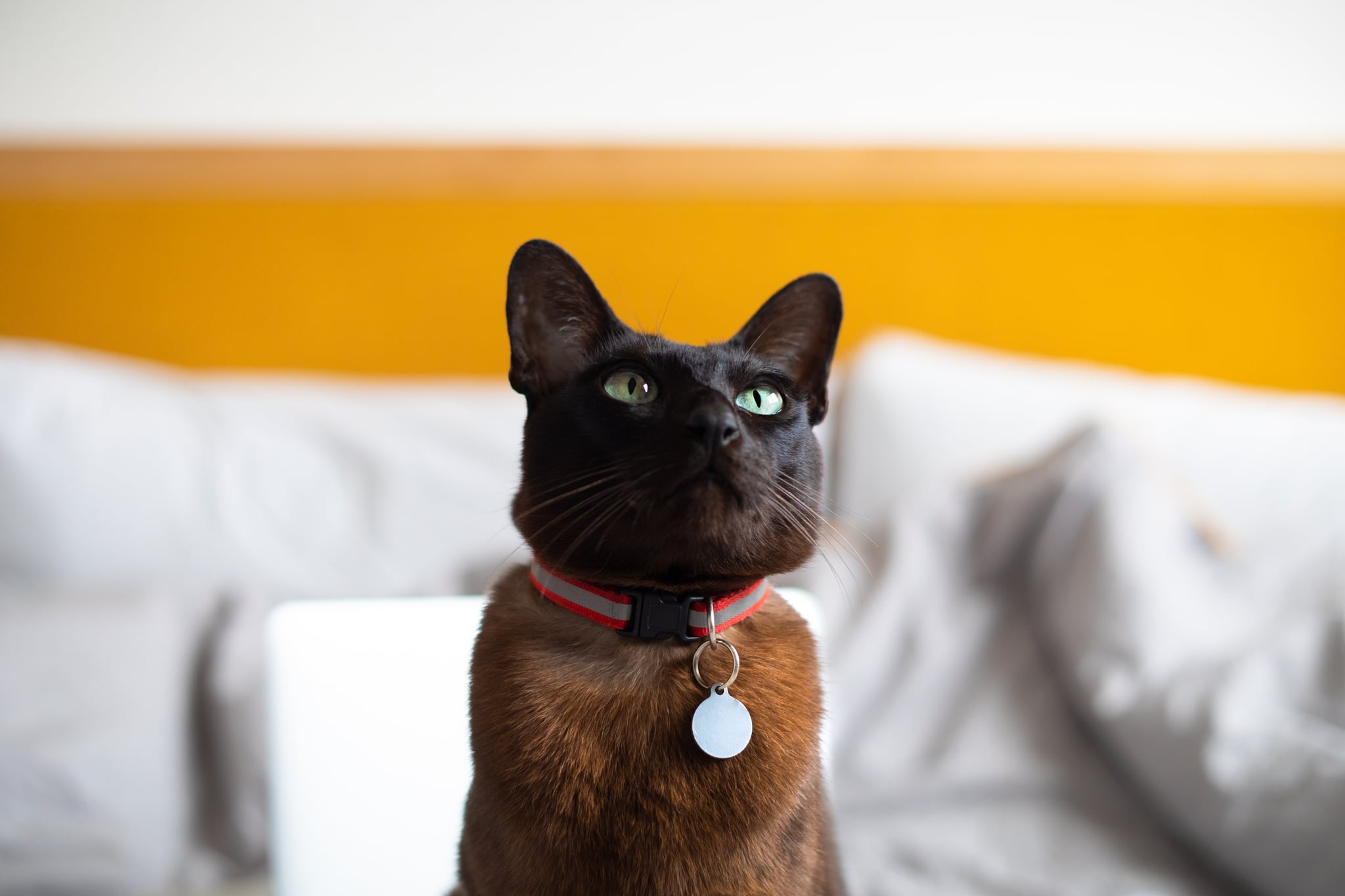 Why Does My Cat Have a Bald Spot Under Their Collar? POPSUGAR Pets