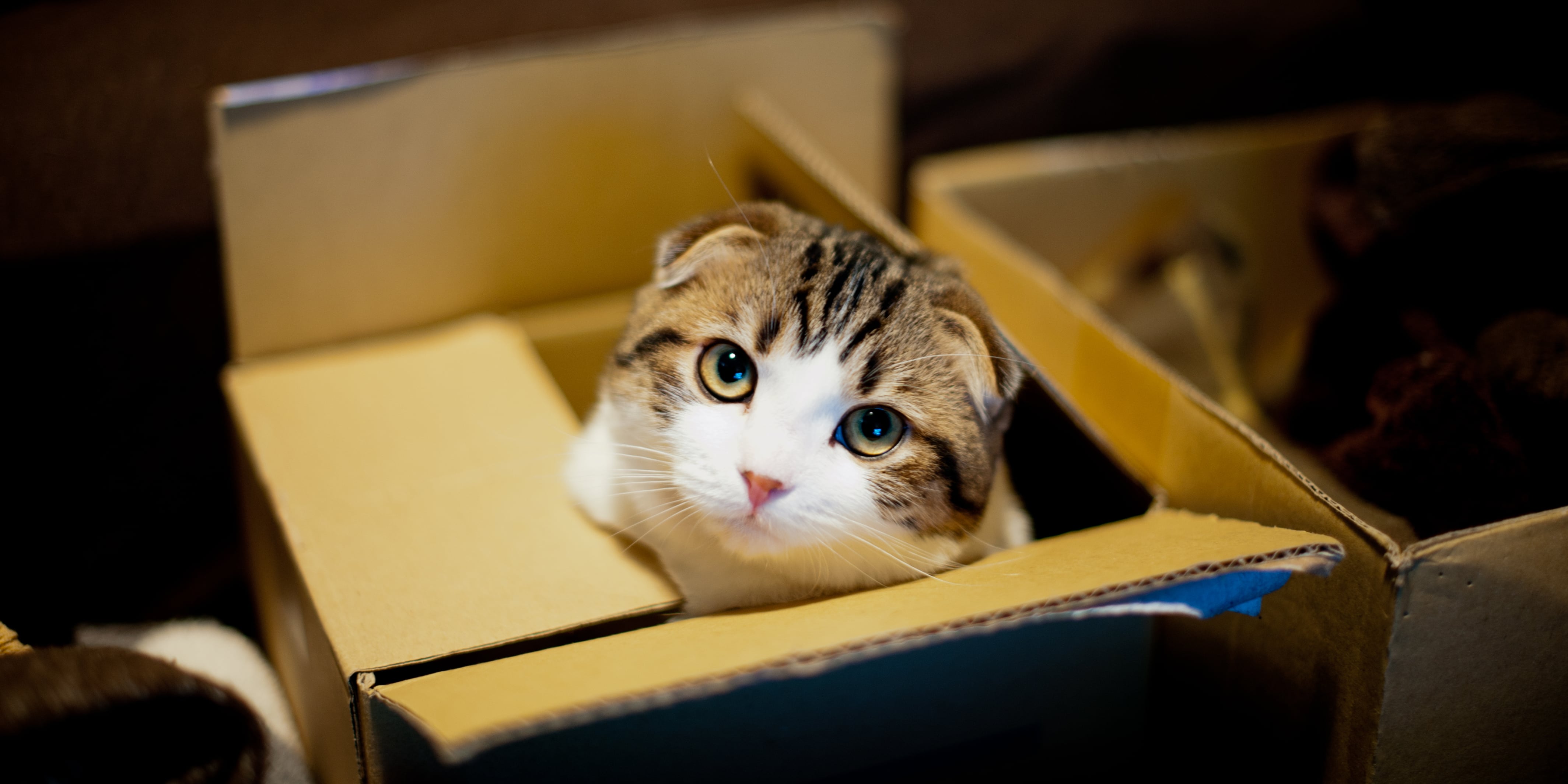 Why Do Cats Love Boxes? POPSUGAR Pets