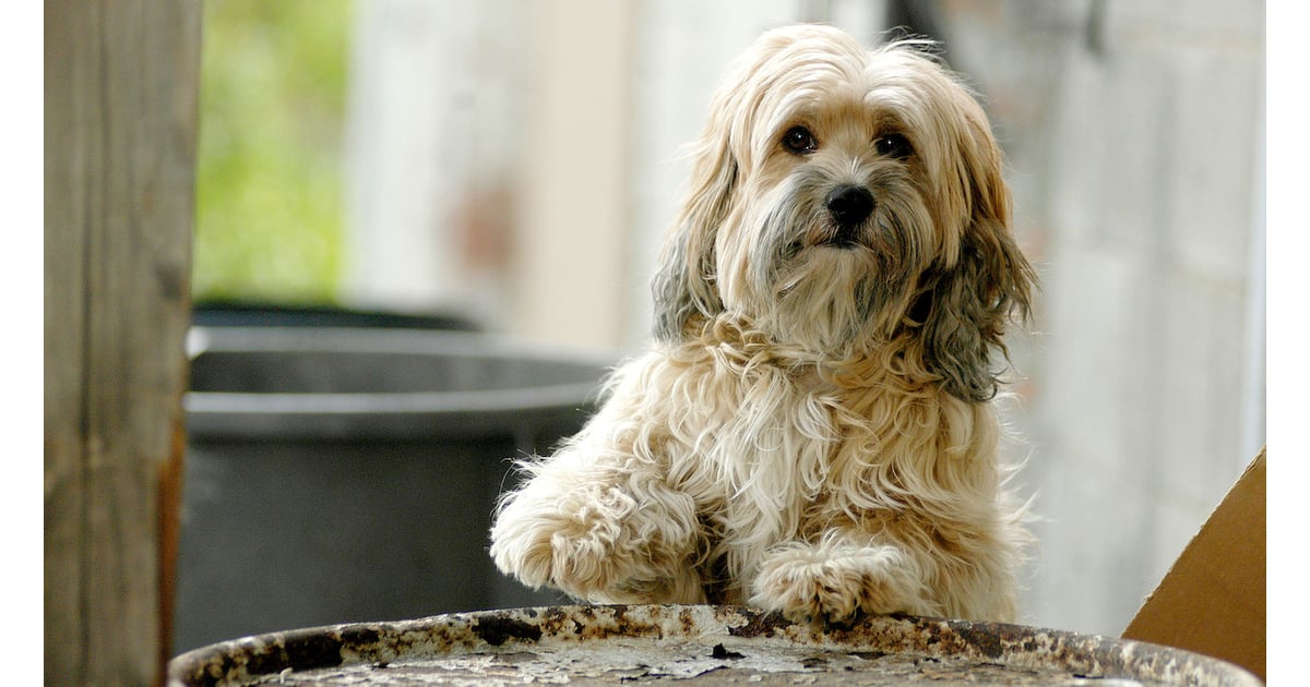 Benji Off the Leash Dog Movies on Netflix You Can Watch Right Now POPSUGAR Pets Photo 4