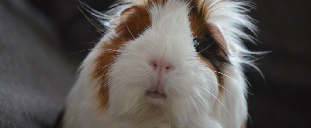 5th Grader Shares Why They Want a Guinea Pig