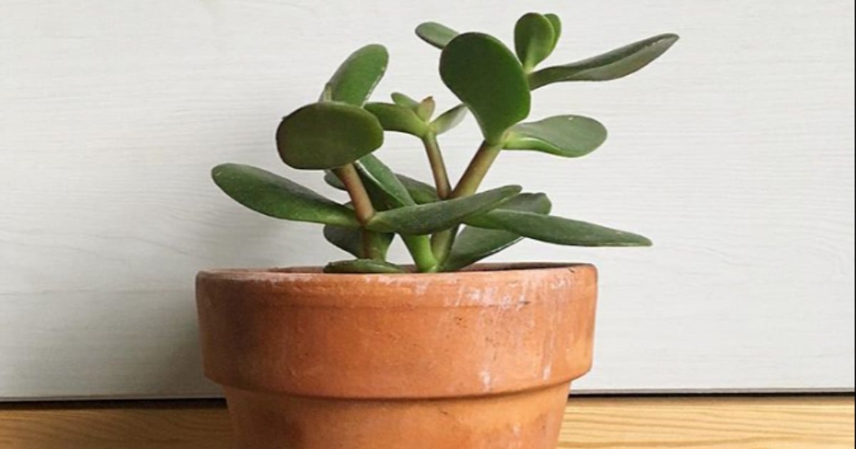 Easiest Plants to Take Care Of | POPSUGAR Home UK