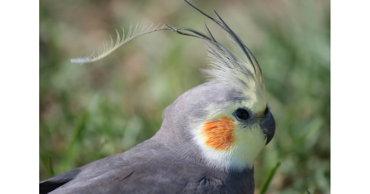 A bird's heart beats 400 times per minute while resting and up to