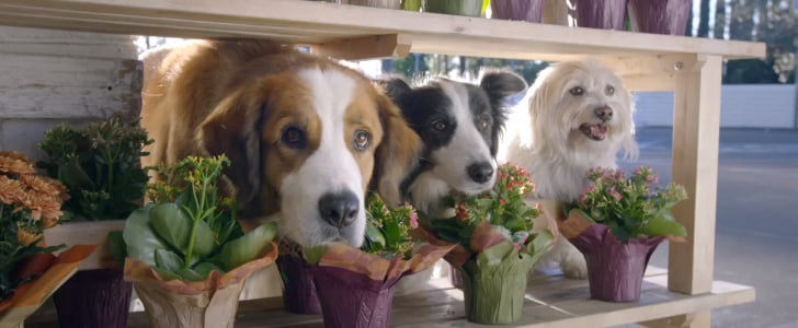 Doritos Dogs Super Bowl Commercial 2016