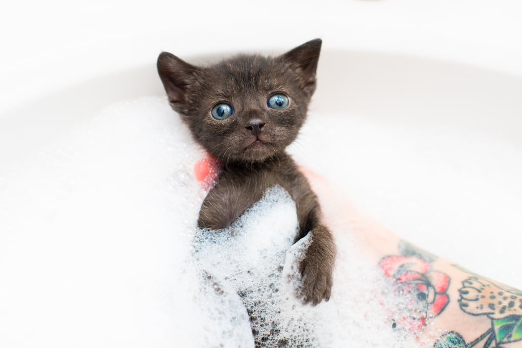 Photos of Kittens