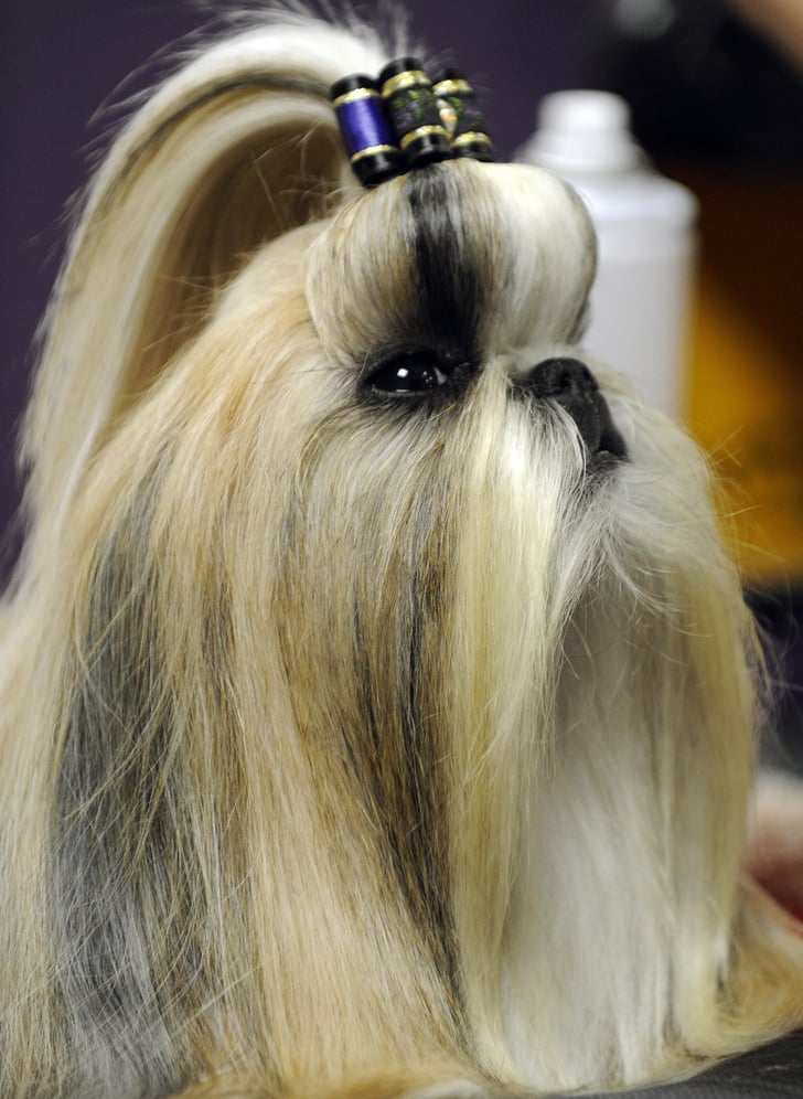 The Bouffant With a Bow  Pictures of Dog Hairstyles 