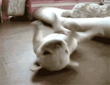 17. A puppy.
18. A kitten.
19. A rabbit.
