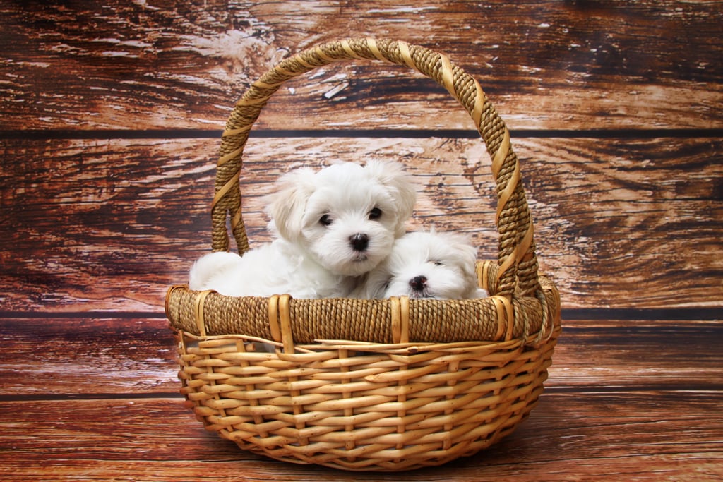 Cute Pictures of Puppies