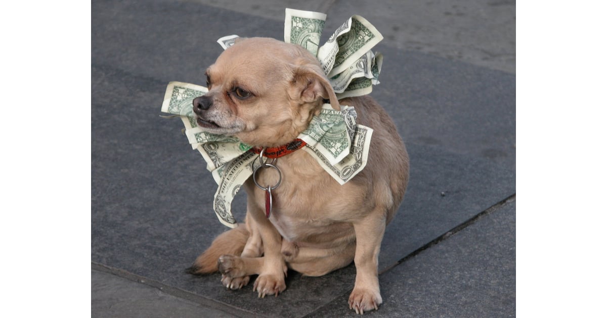 Money Can Buy Happiness Pictures Of Cute Dogs With Money - money can buy happiness pictures of cute dogs with money popsugar pets photo 7