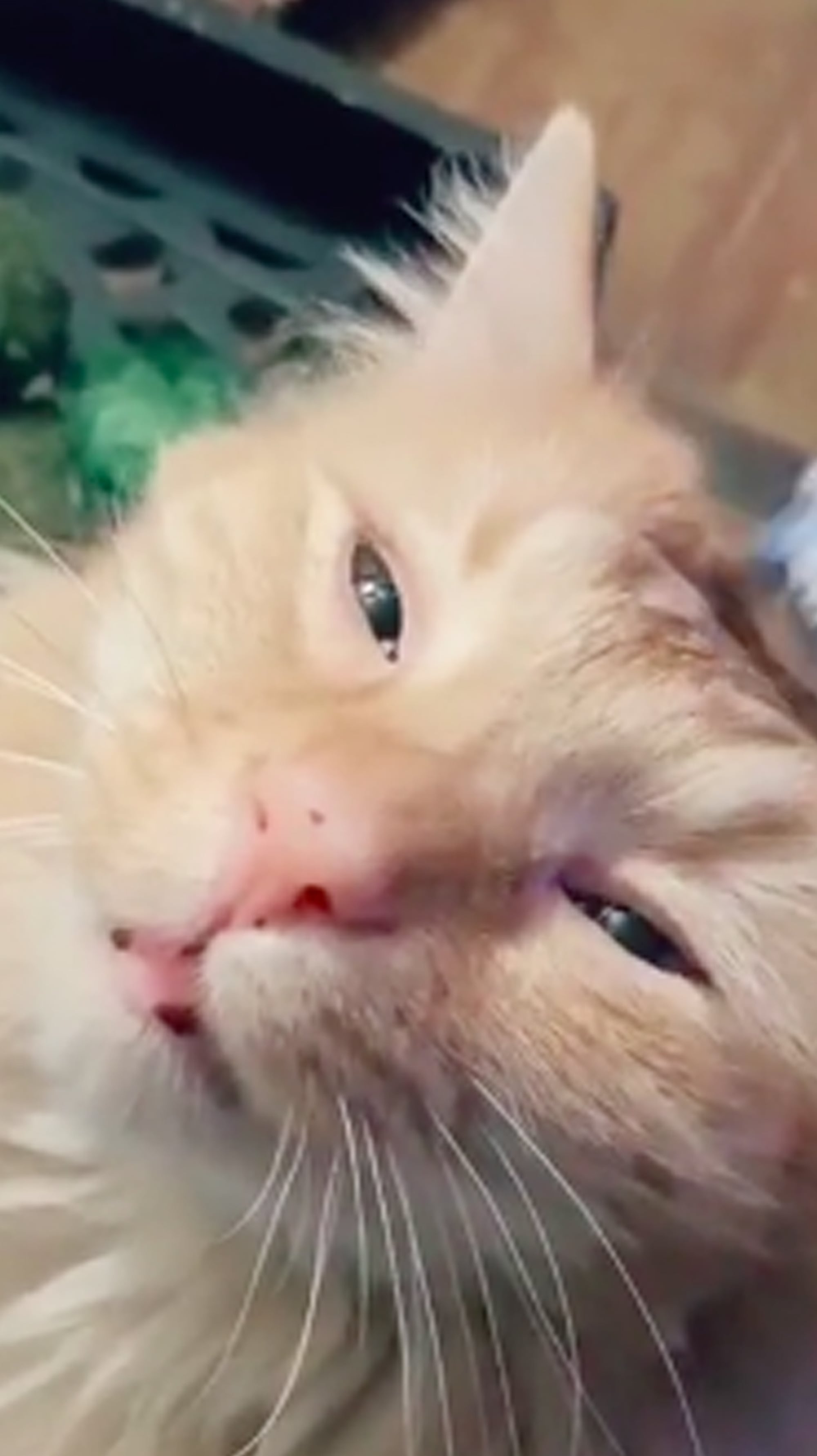 Cat toothbrush deals petco