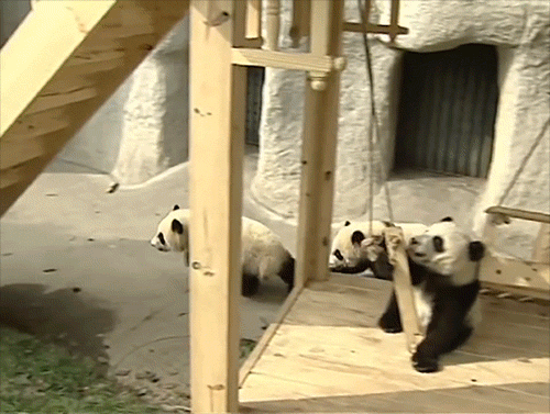 When these pandas totally killed it at a game of follow-the-leader