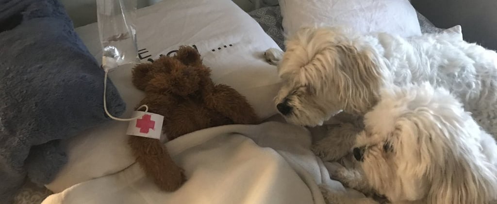 Dad Texts Family About Saving Dog's Stuffed Animal's Life