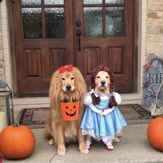 Golden Retrievers Dressed as Wizard of Oz For Halloween
