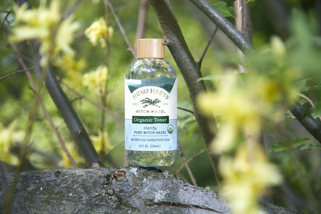 Witch Hazel Is in Its Comeback Era — Here's How to Use It the Right Way