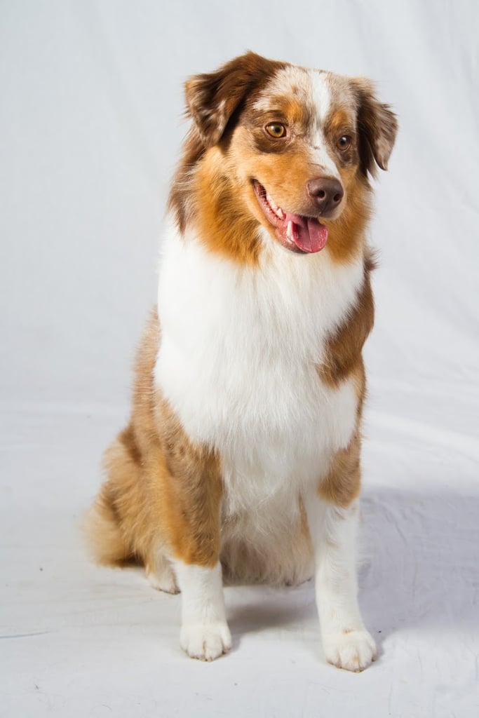 Miniature American Shepherd