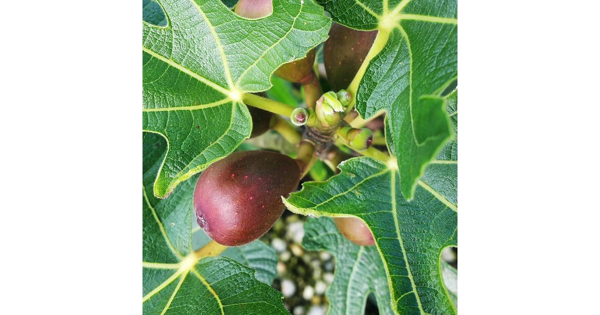 Fig Where to Buy Edible Garden Plants Online POPSUGAR Home Photo 4
