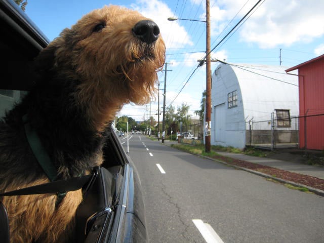 Dogs With Their Heads Out Car Windows