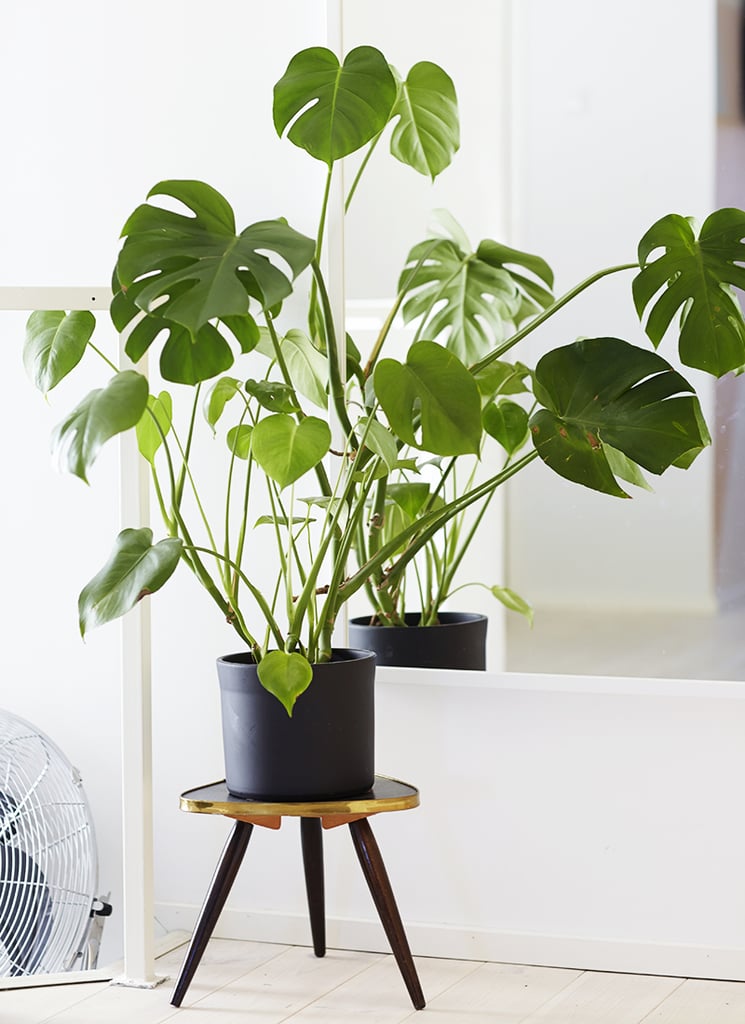 In: Split-Leaf Philodendron