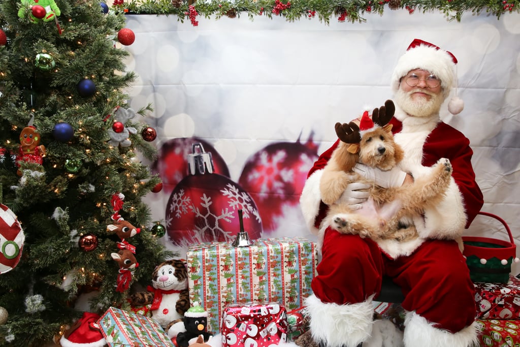 Pets Meeting Santa