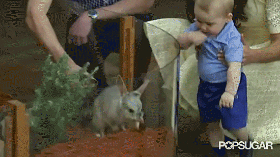 George Meeting a Furry Bilby in Australia