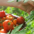 5 Things Every Tomato Grower Needs to Know Before Planting