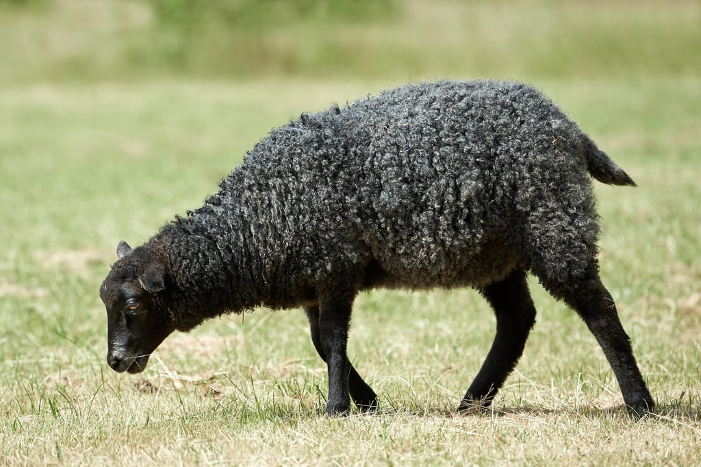 "Baa, Baa, Black Sheep"