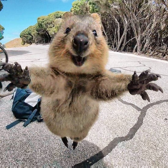 What Is an Australian Quokka?