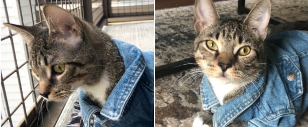 Cat Wears Jean Jacket in Viral Tweet
