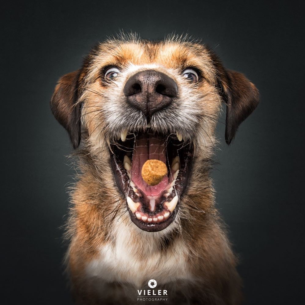 Dogs Catching Treats Photo Series