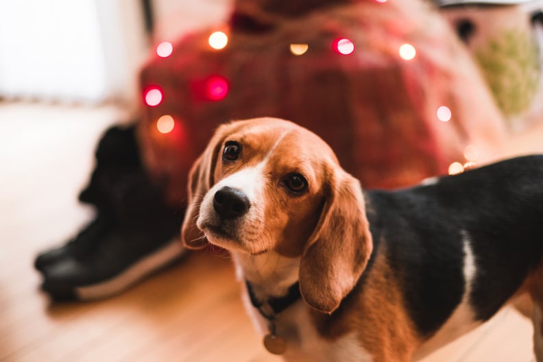 Dogs eating poinsettia best sale leaves