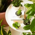 Bye-Bye, Boring Desk! 50+ Plants That Will Liven Up Your Office