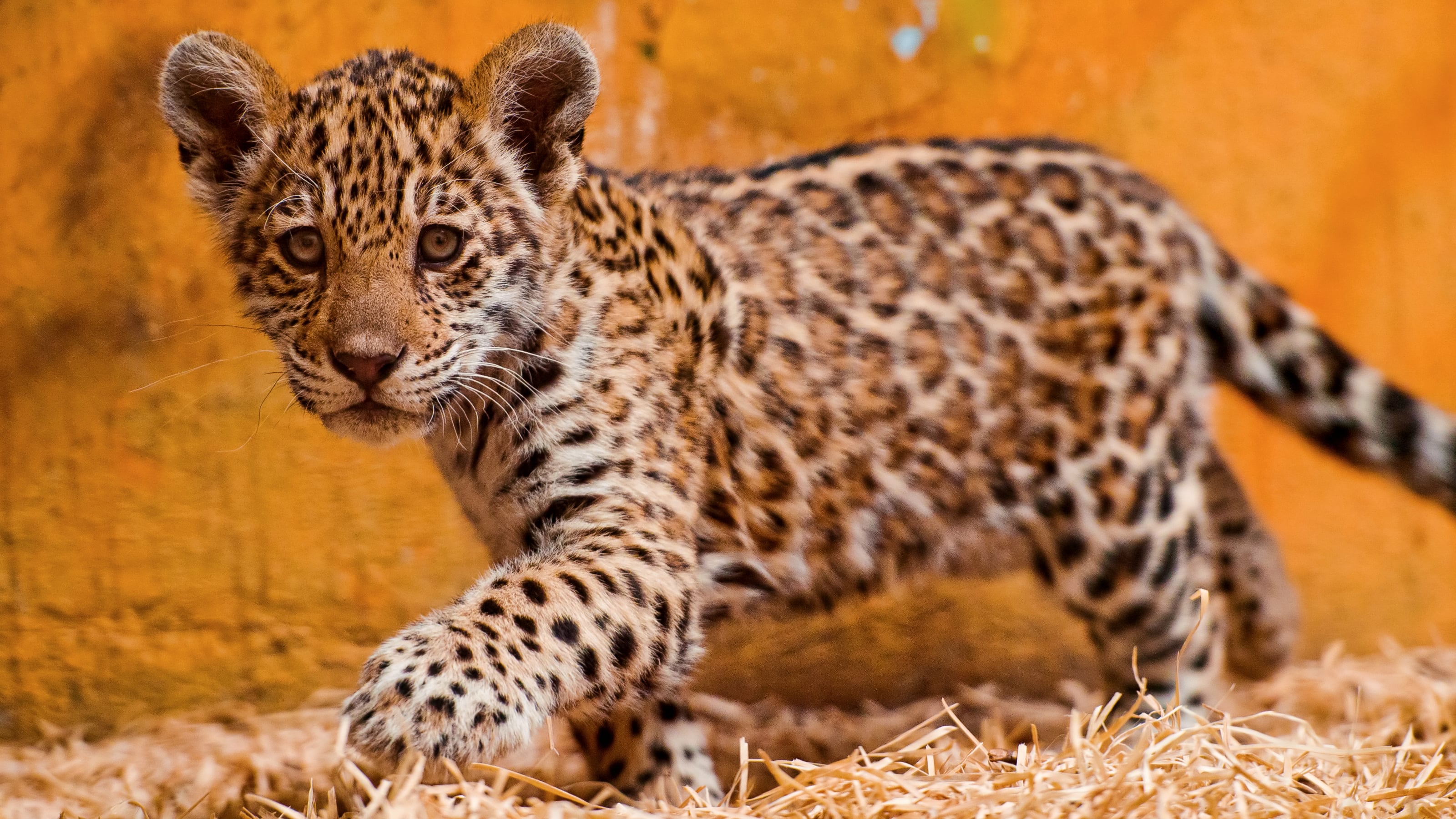 Kitty Jaguar: The Ultimate Survival Story - pvblhsf