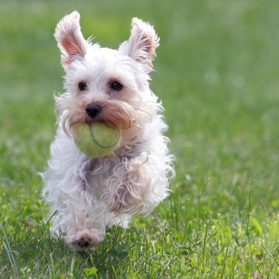 Miniature Schnauzer Trivia