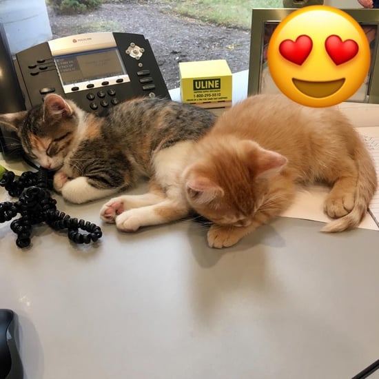 Office's Kittens Debit and Credit Playing in Box | Video