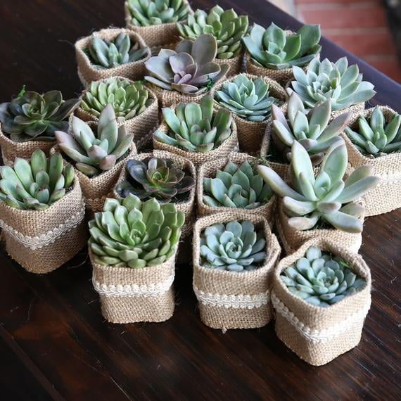 Rosette Succulents With Personalized Tags