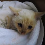 Kitten Rescued From Snow