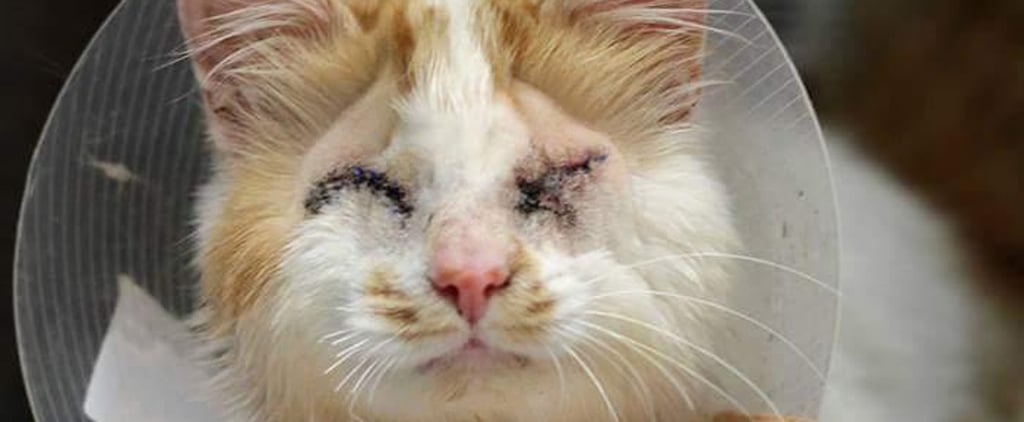 Blind Cat Picks His Own Cat Friend
