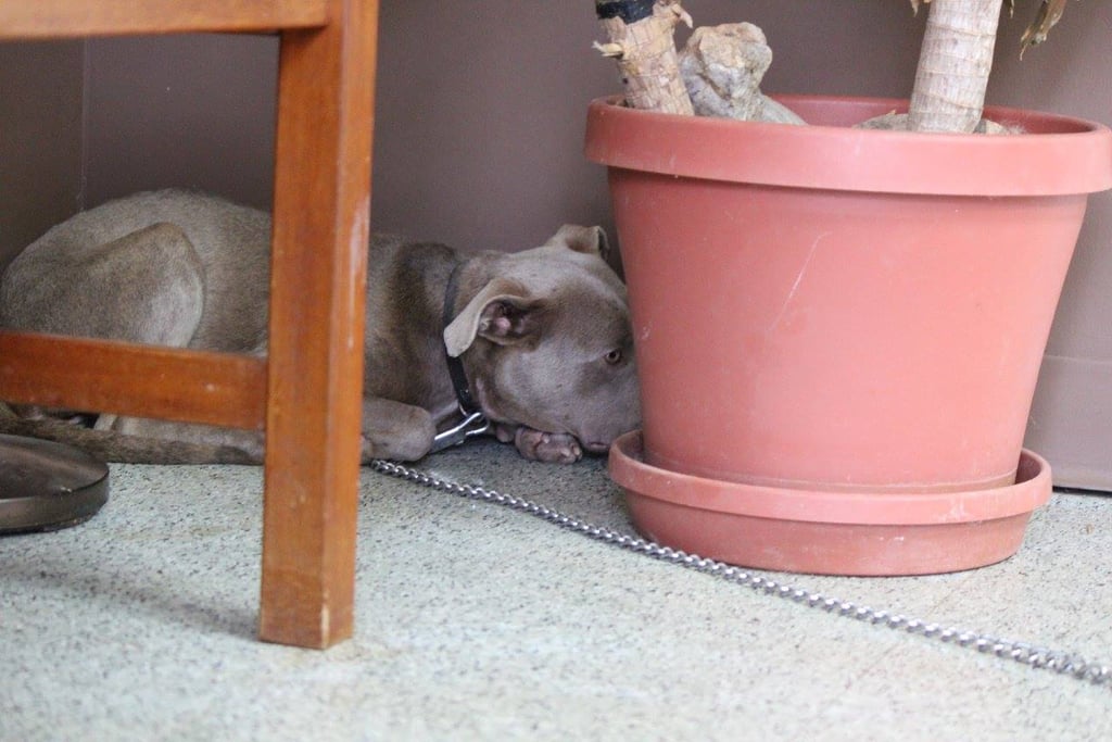 Vet Eating in Rescue Dog's Cage