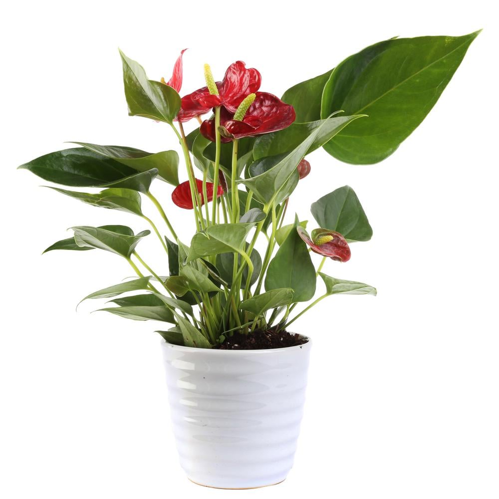 Red Anthurium