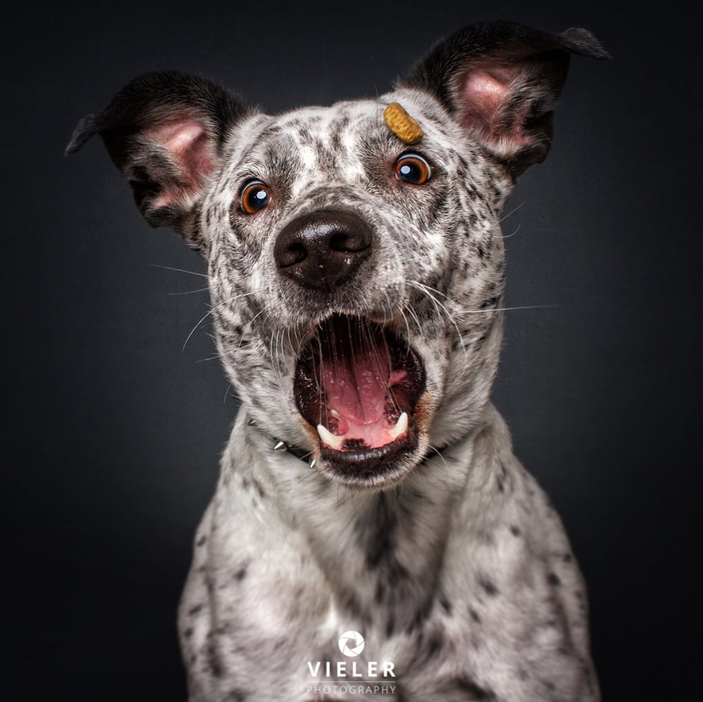 Dogs Catching Treats Photo Series