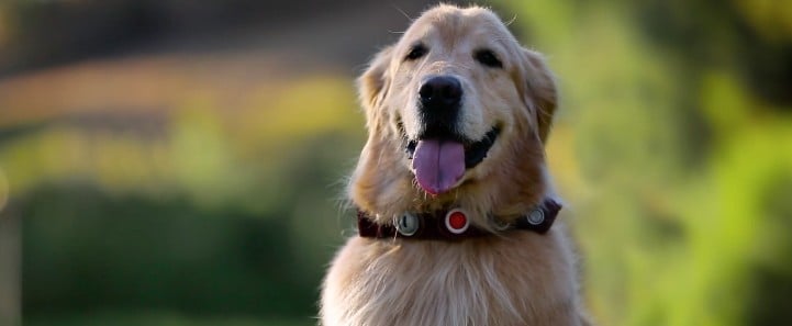 Dug From Up Talks in Real Life