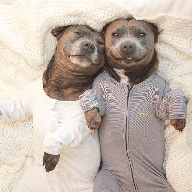 pet pajamas for pitbulls