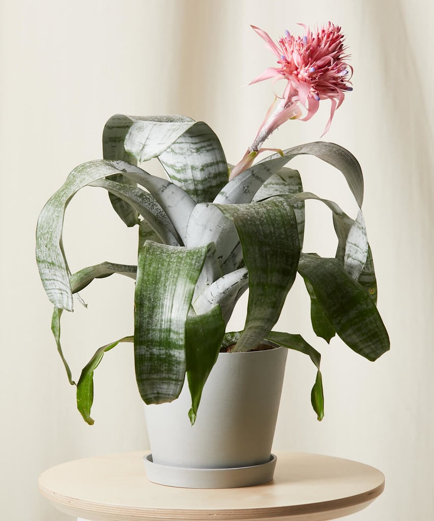 For Long-Lasting Blooms: Aechmea Bromeliad