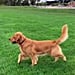 Video of Golden Retriever Running For Grandma at a Park