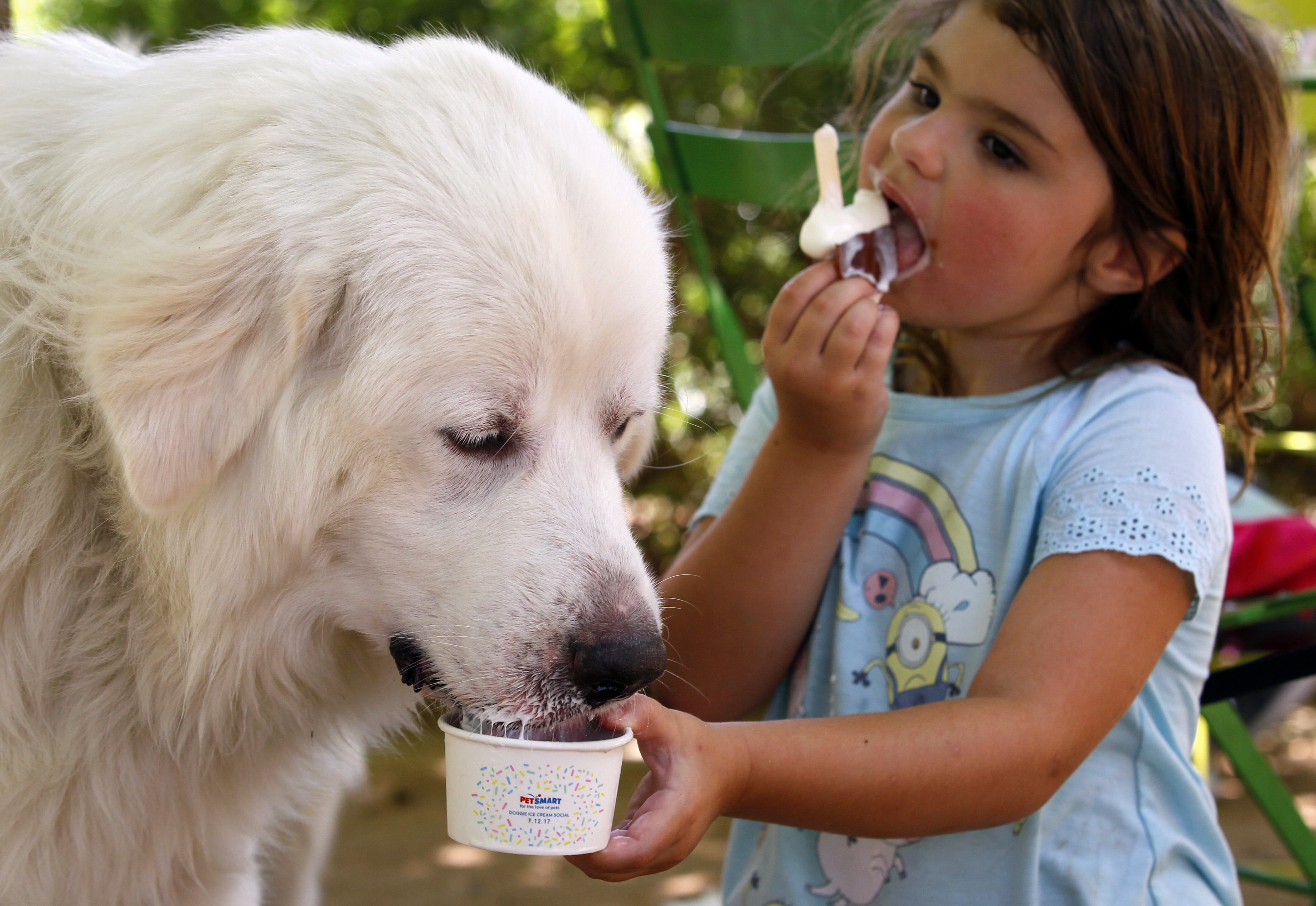 Petsmart free ice cream for dogs 2019 cheap