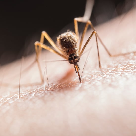 What Causes Malaria? Plus Symptoms and Treatment Options
